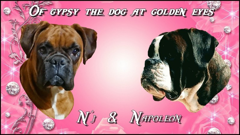 N'j of gypsy the dog at golden eyes