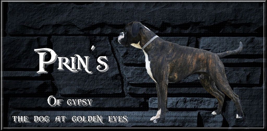 Prin's of gypsy the dog at golden eyes