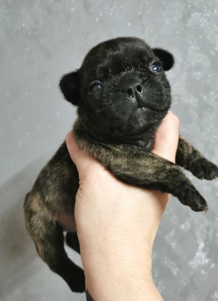 of gypsy the dog at golden eyes - Chiot disponible  - Bouledogue français