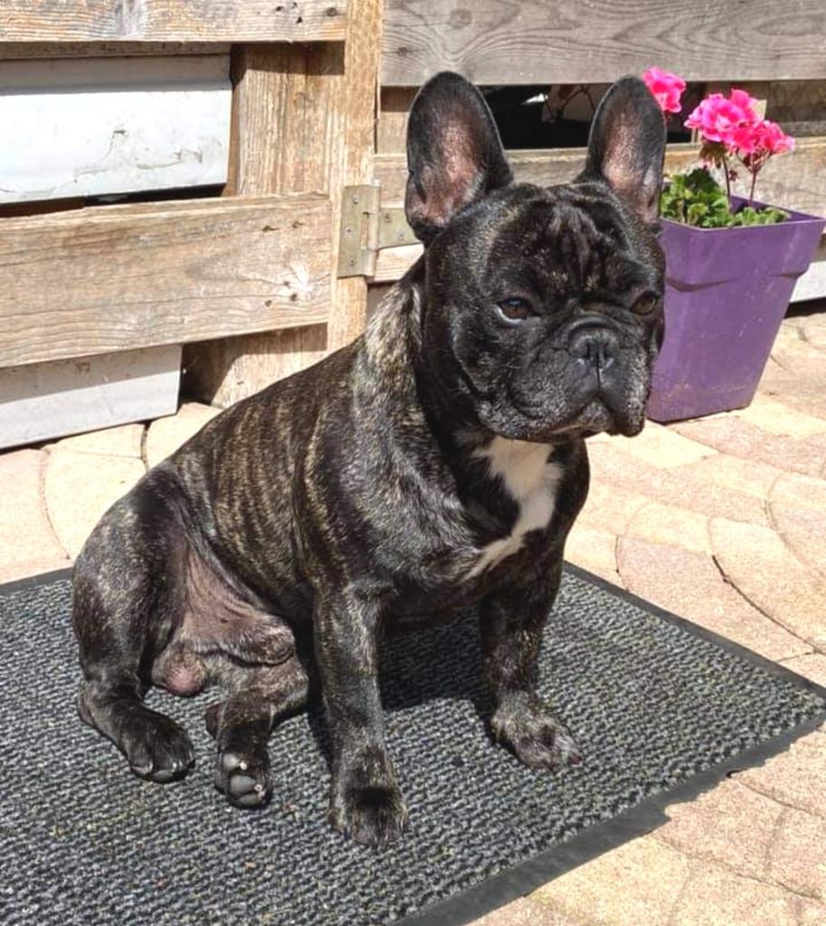 Opium of gypsy the dog at golden eyes
