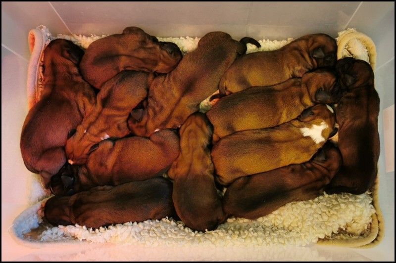 Naissance bébés Boxer